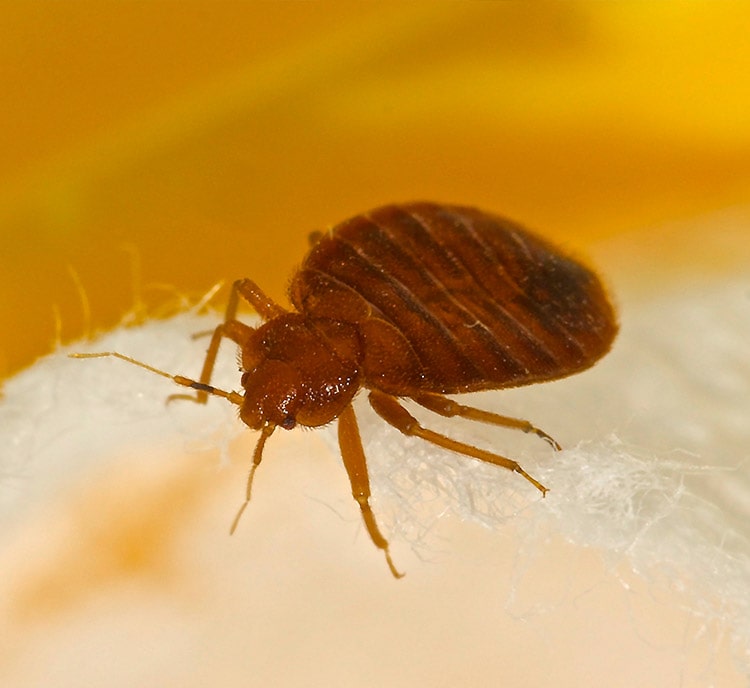 Conventional Bed Bug Treatment Evaluate