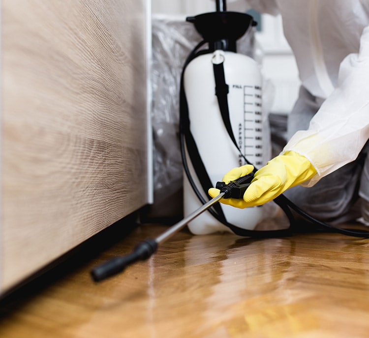 Conventional Bed Bug Treatment Execute