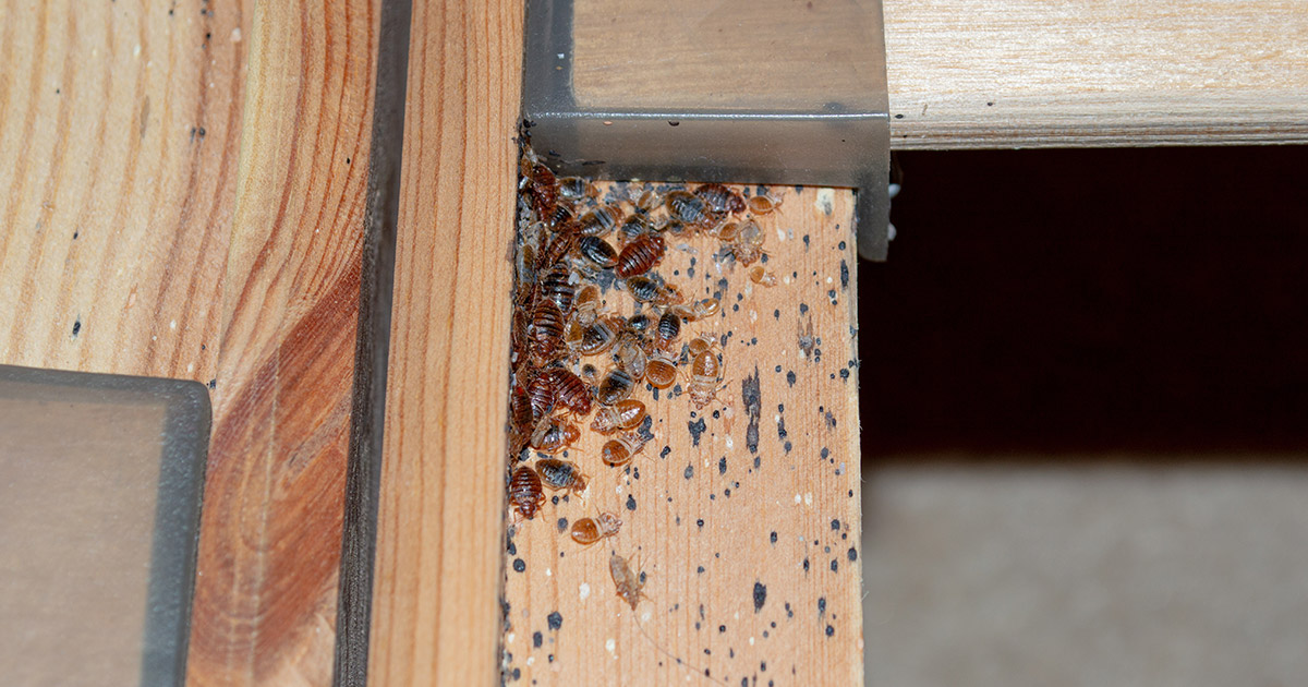 bed bug on wood