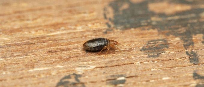 Lateral shot of Bed bug