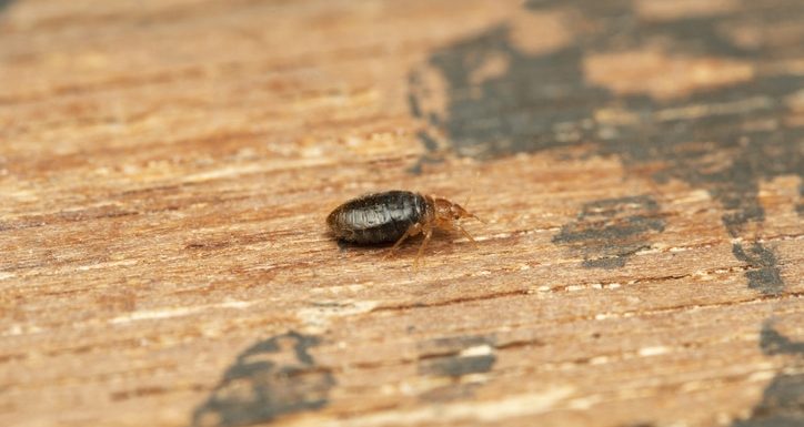 Lateral shot of Bed bug