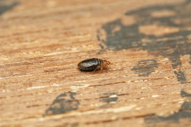 bed bug on wood