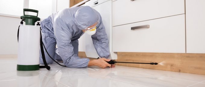 promote hygiene with professional pest extermination services