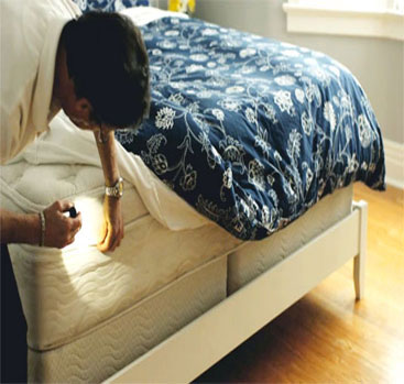 bed bug inspection service barrie