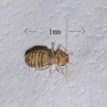 Booklouse