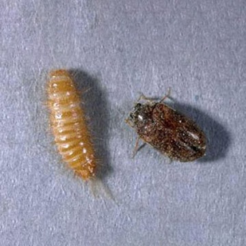 Carpet beetle larvae