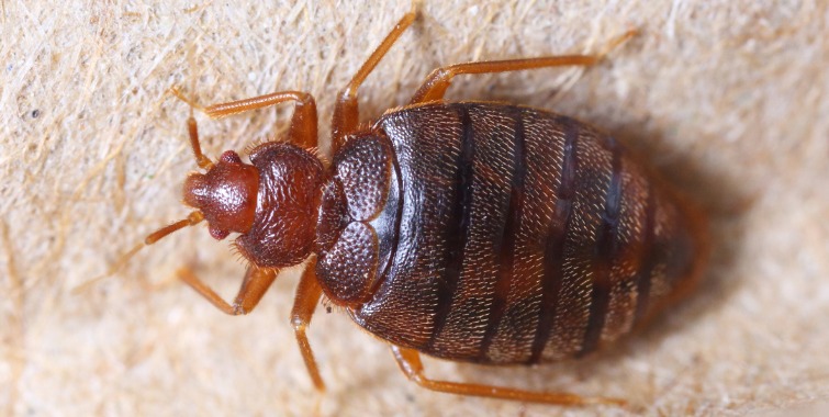 Cimex Hemipterus Bed Bug Toronto