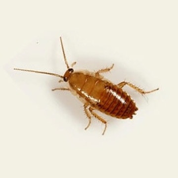 Cockroach nymphs