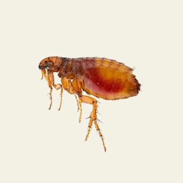 Fleas