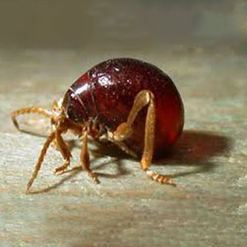 Spider beetles