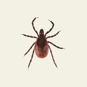 Ticks