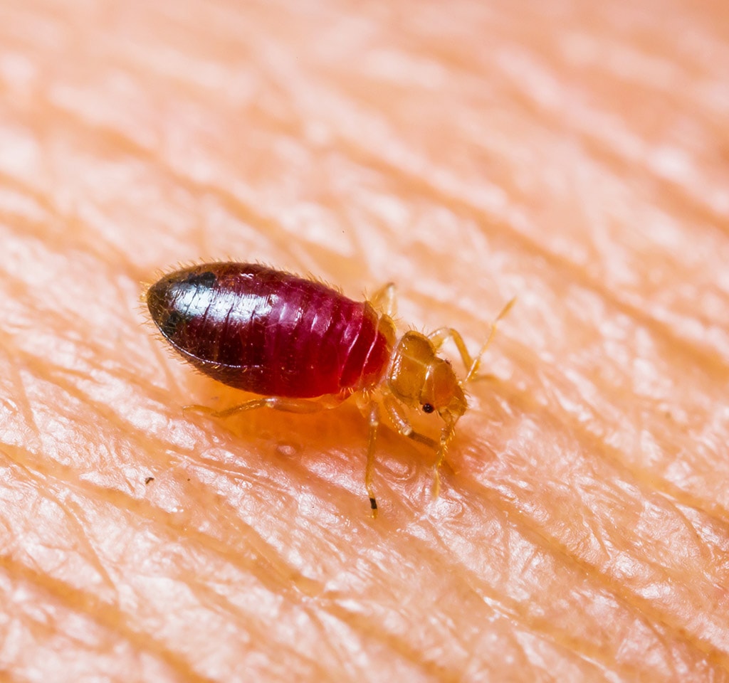 About Bed Bug Bites Toronto