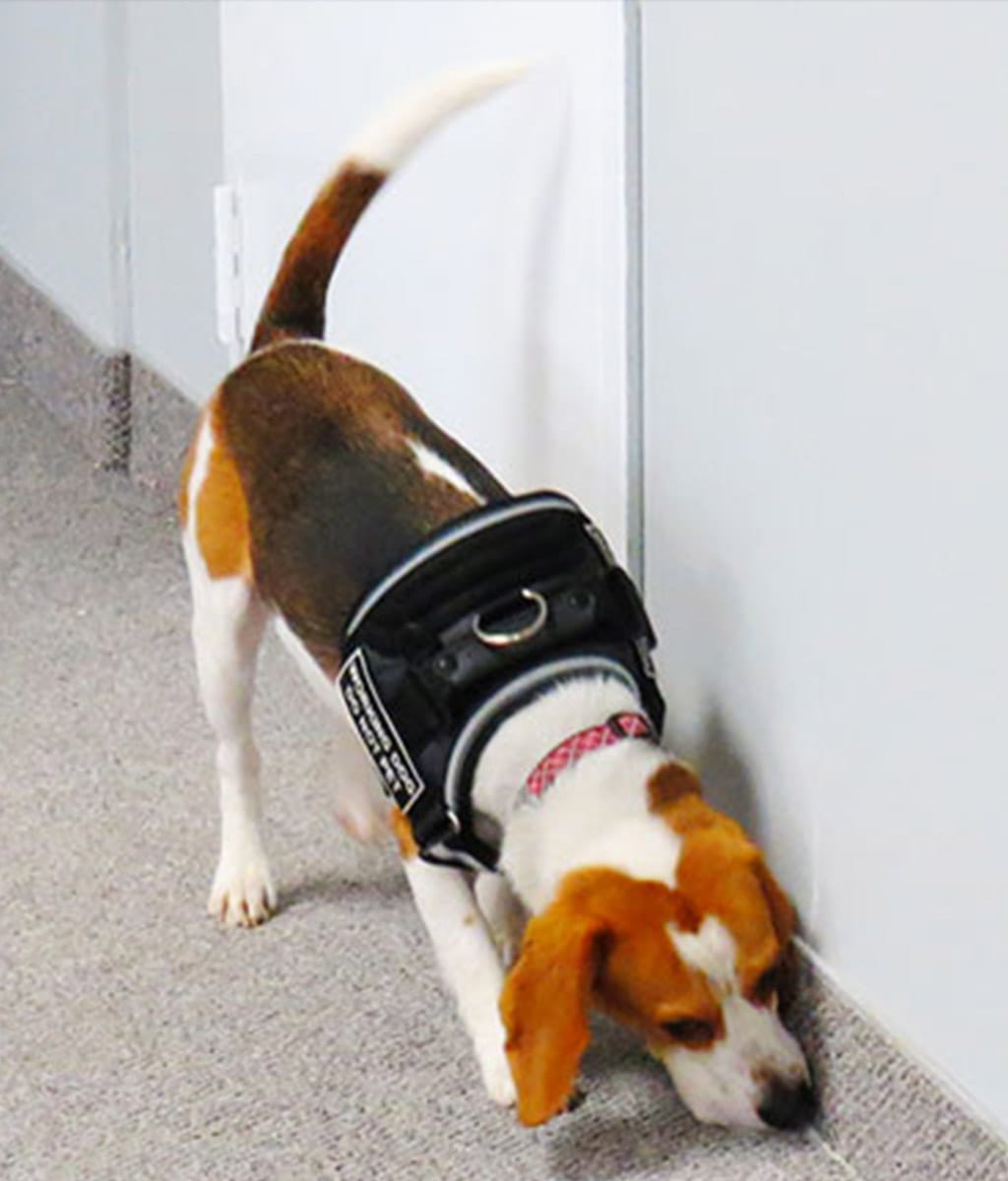 Bed Bug Detection Dogs Toronto Bed Bug Exterminator Pro