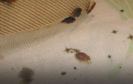 bed bug closeup