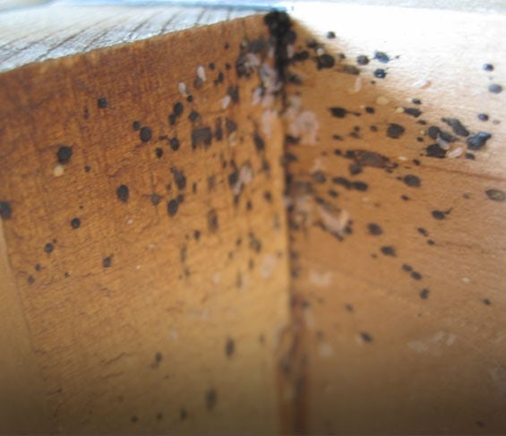 bed bugs in bed frame