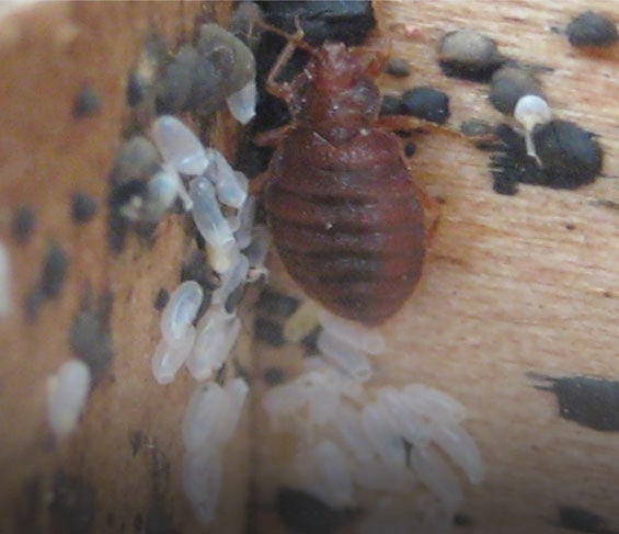 bed bug with eggs