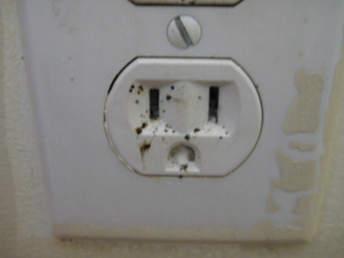 Bed Bug in Outlet