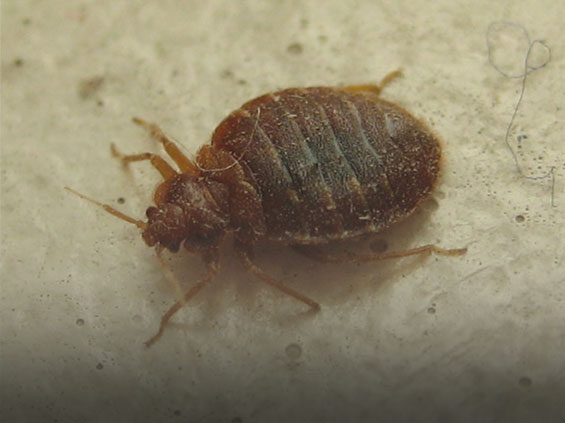 bed bugs picture