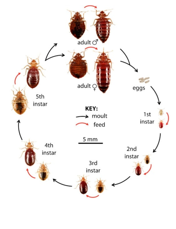 bed bugs eggs