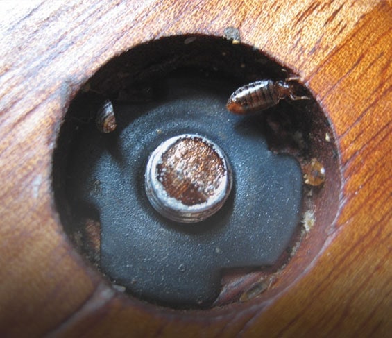 bed bug nest in table