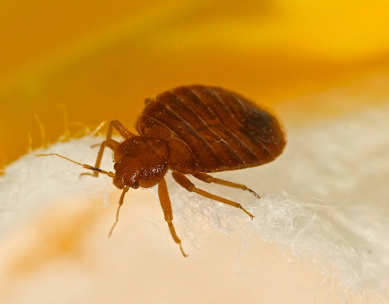 Conventional Bed Bug Treatment Evaluate