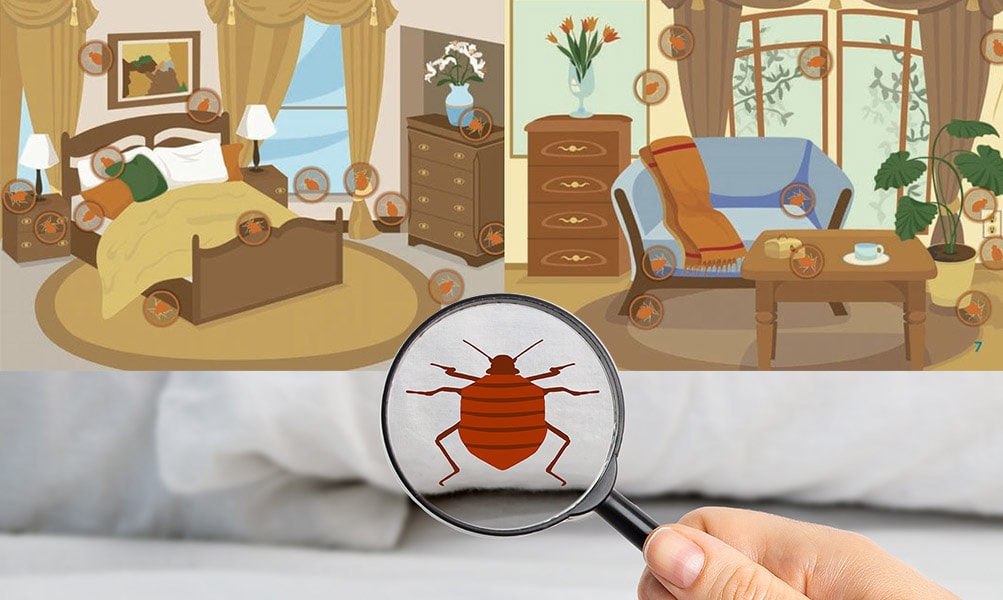 DIY Bed Bug Treatment Places To Look To Find Bed Bugs Toronto