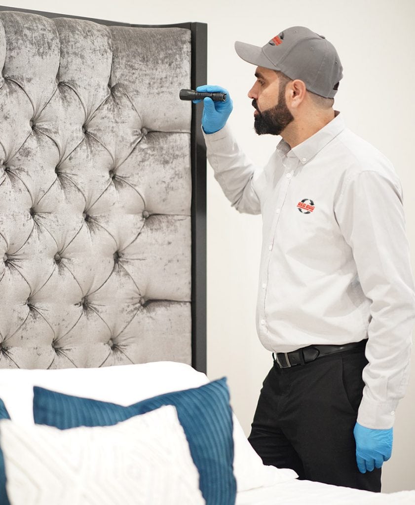 Conventional Bed Bug Treatment Bed Bug Exterminator Pro