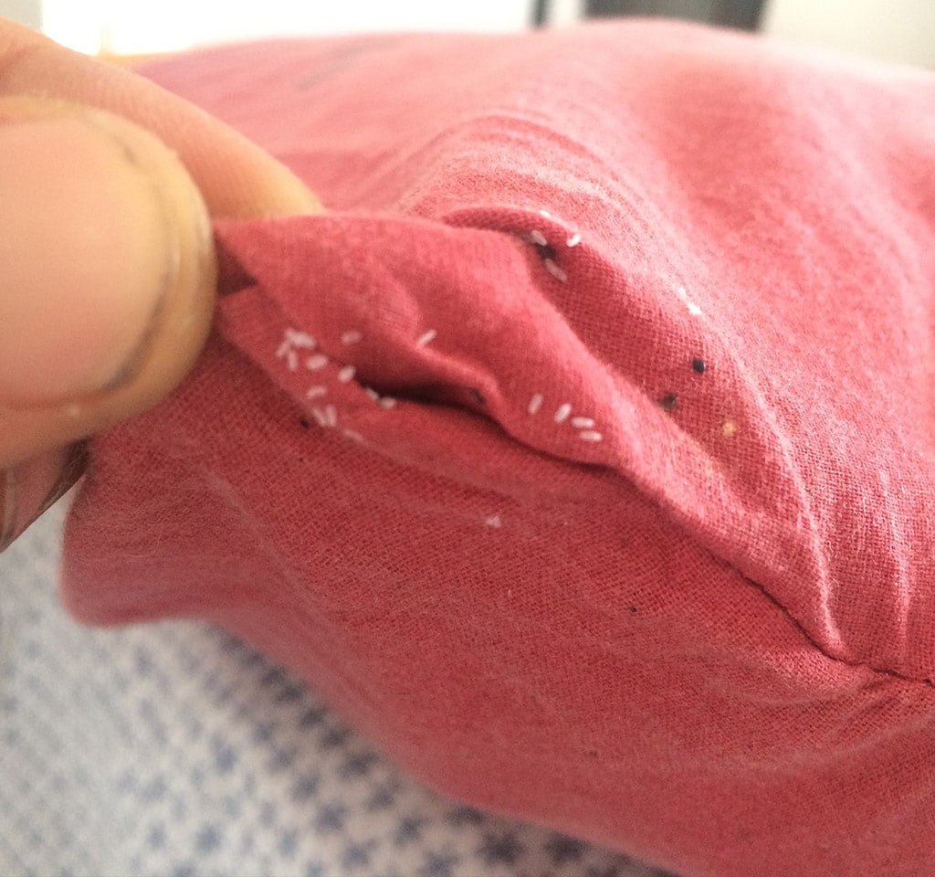 Bed Bugs Characteristics in Toronto