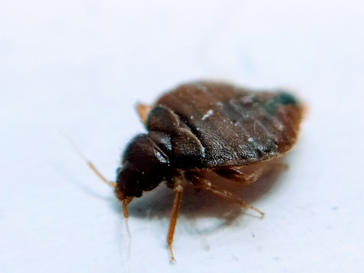 close up of bed bug