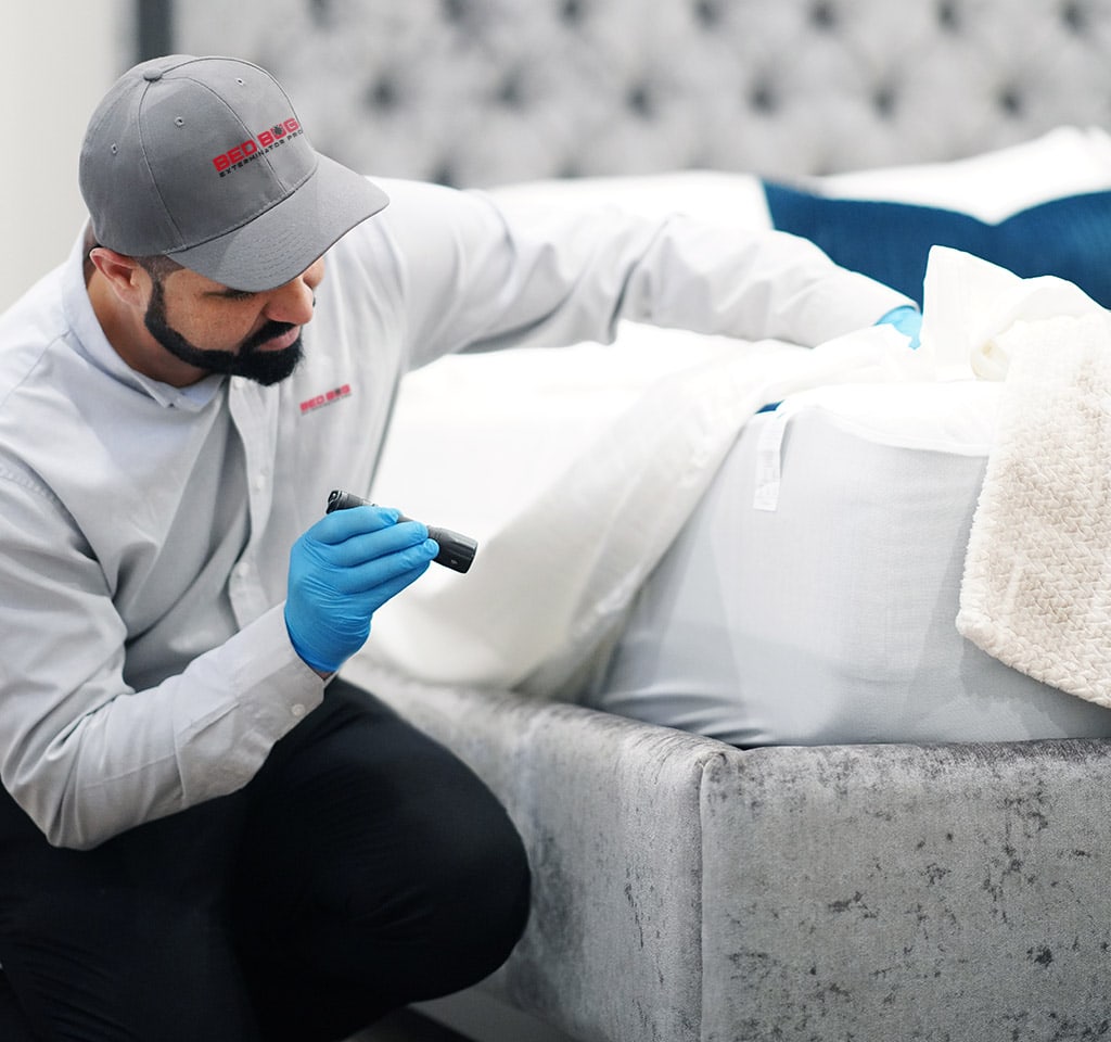 Bed Bug Inspection Service Barrie