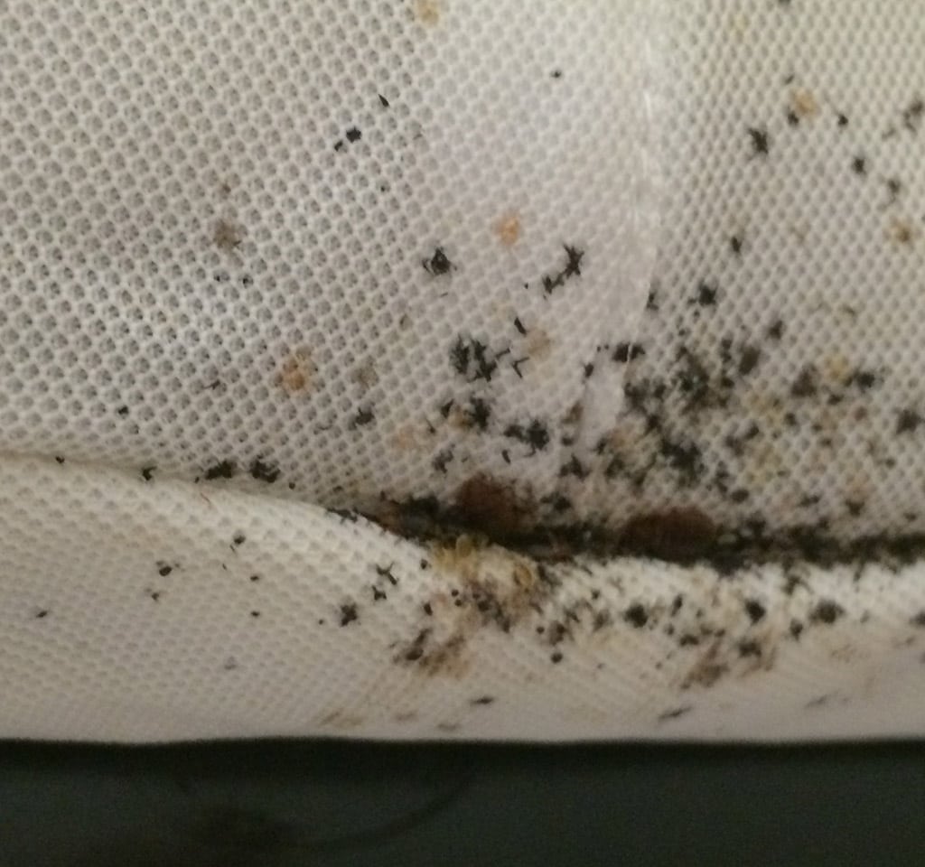 What Causes Bed Bug Infestations in Toronto