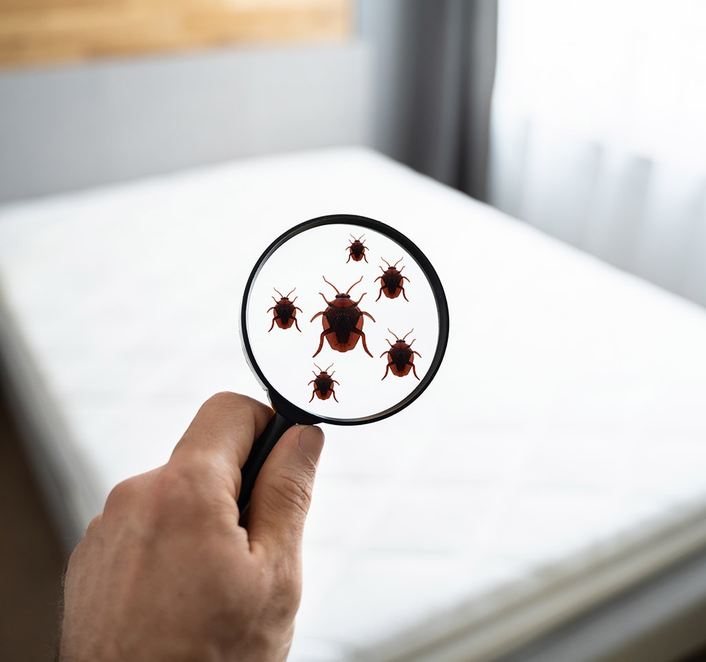 What Causes Bed Bugs in Toronto