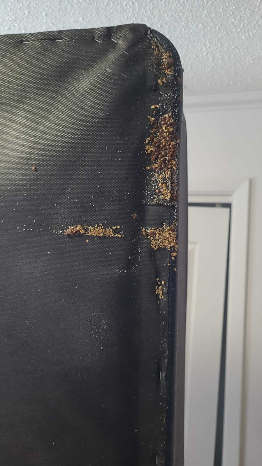 Close Up of Bed Bugs Under Bed
