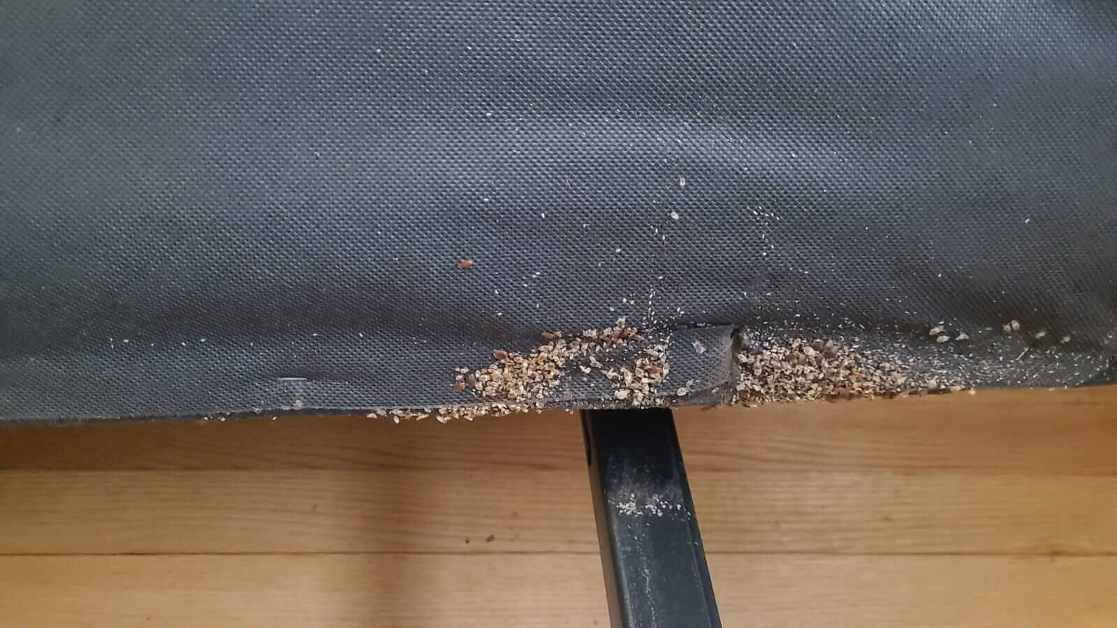 Multiple Bed Bugs Nesting Under Bed