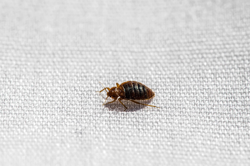 Bed Bug Look Like in Toronto 4