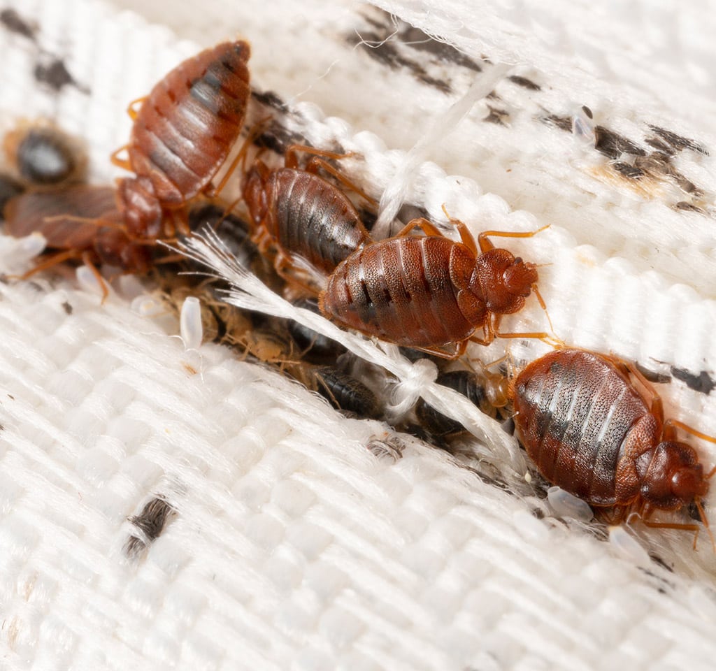 Bed Bugs Characteristics in Toronto