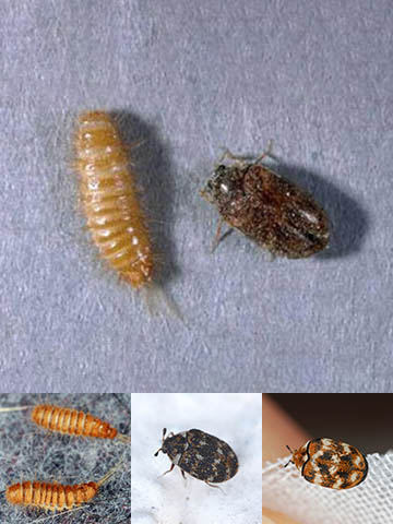 Carpet beetle larvae