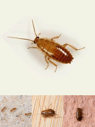 Cockroach nymphs