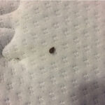 Bed Bugs Pest Exterminator Toronto