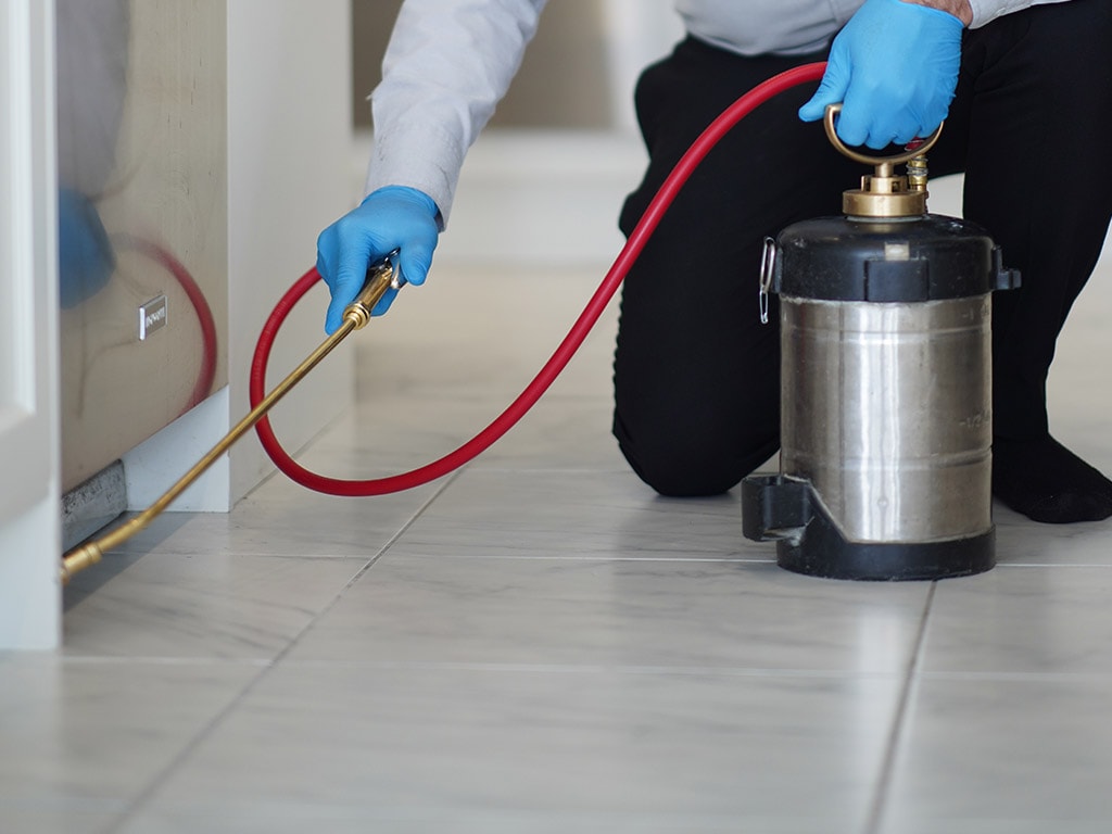 conventional bed bug treatment in Markham