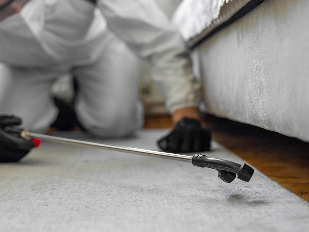 conventional bed bug treatment in Richmond Hill