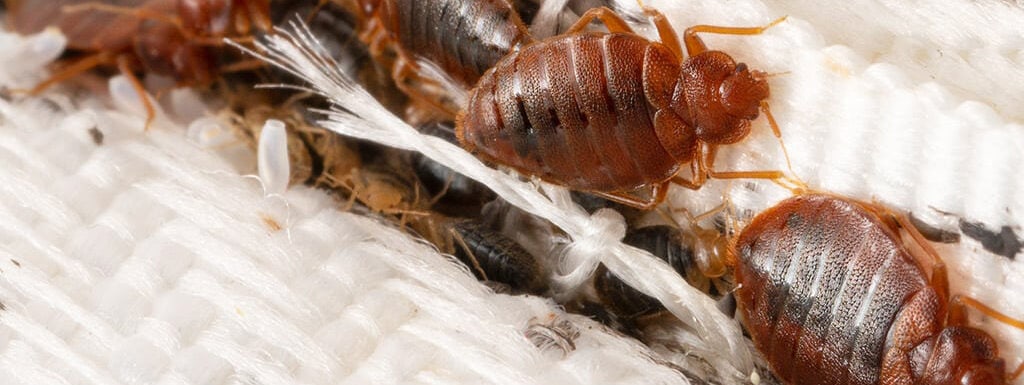 what causes bed bugs