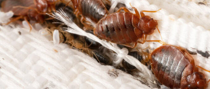 what causes bed bugs