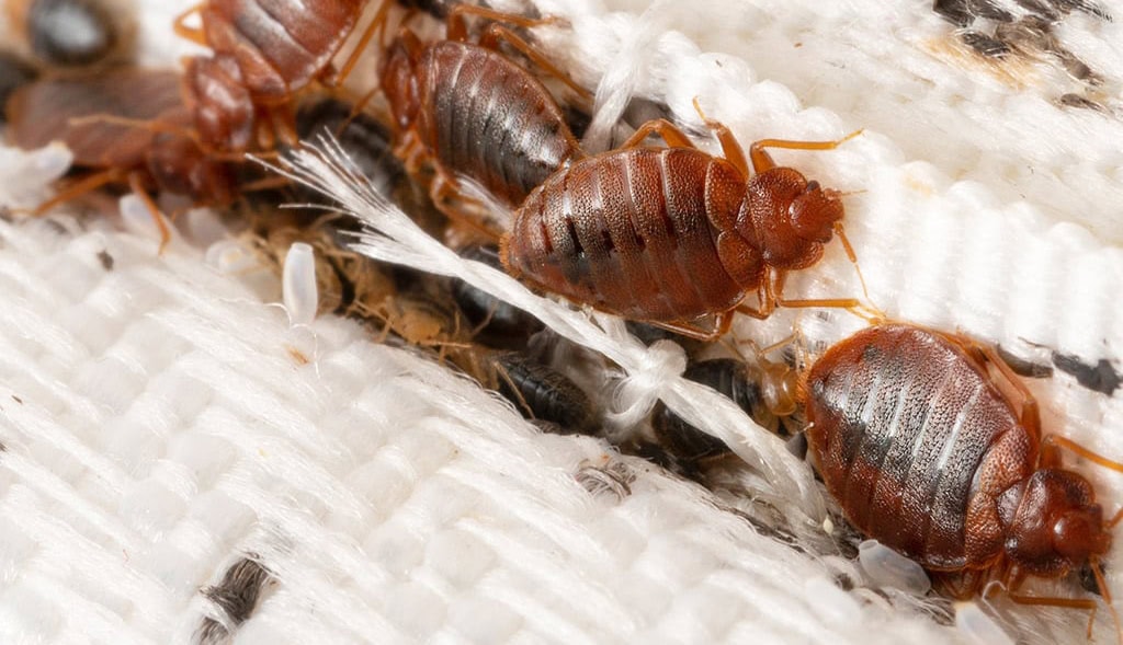 what causes bed bugs