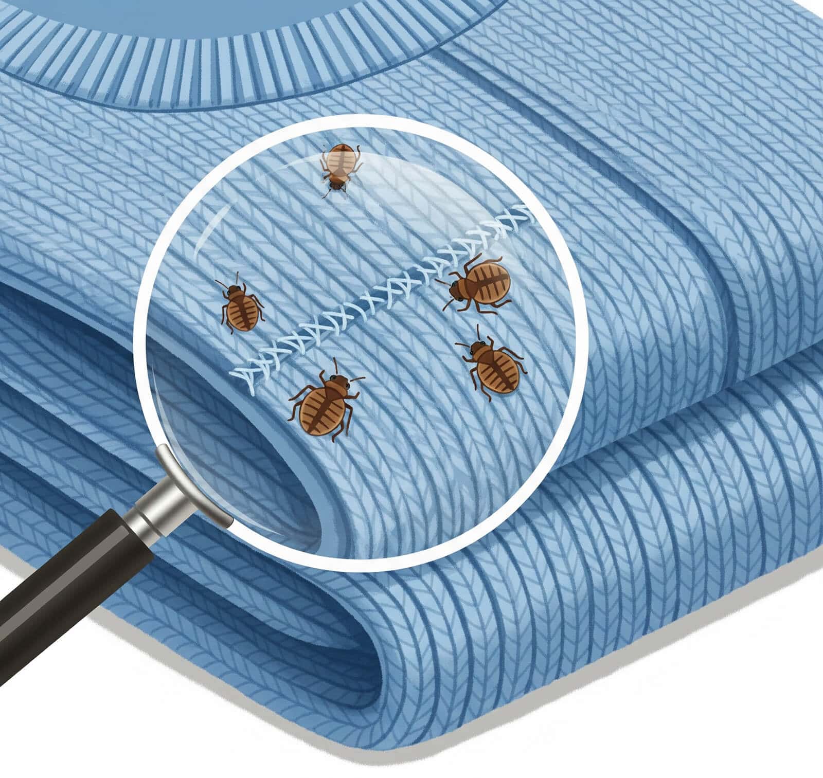 Can Bed Bugs Live on Clothes