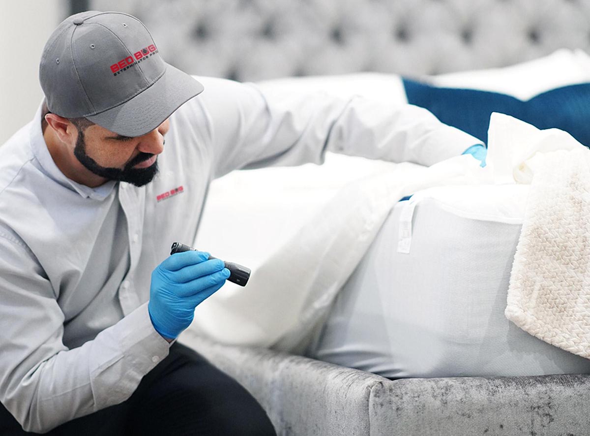 How to Remove Bed Bugs from Clothes