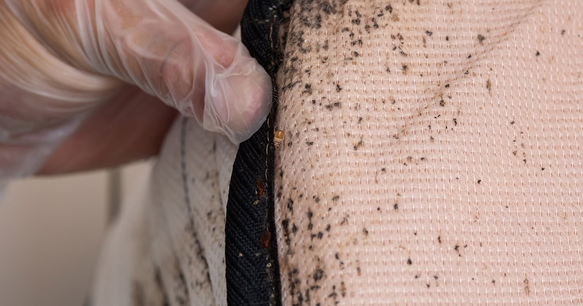 Bed Bugs Dark Fecal Spots