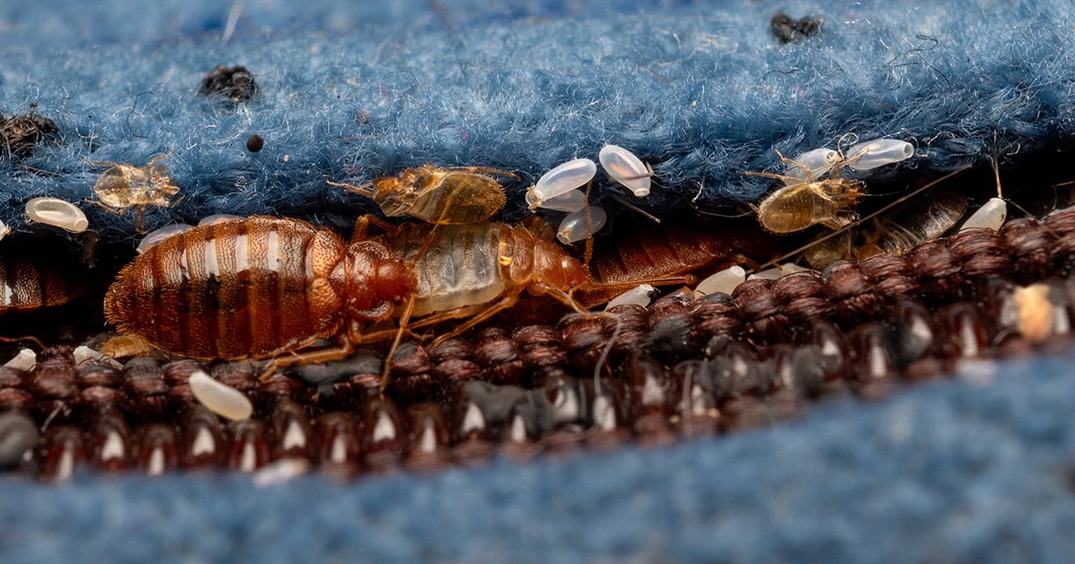 Bed Bugs Eggs and Eggshells