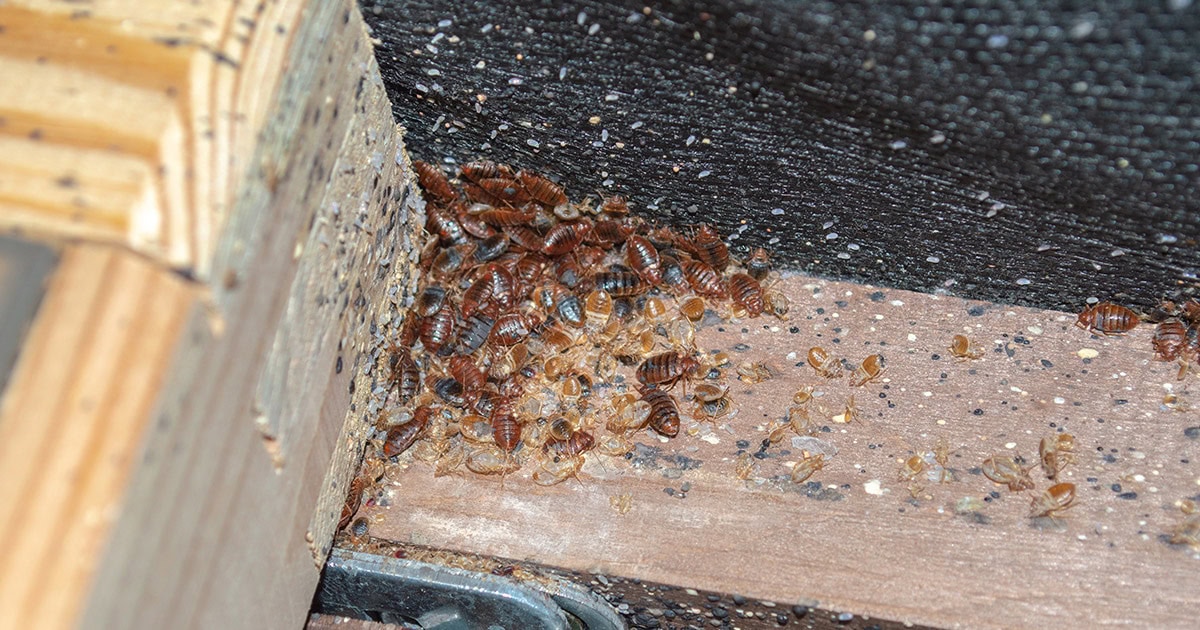 Bed Bugs Musty or Sweet Odor