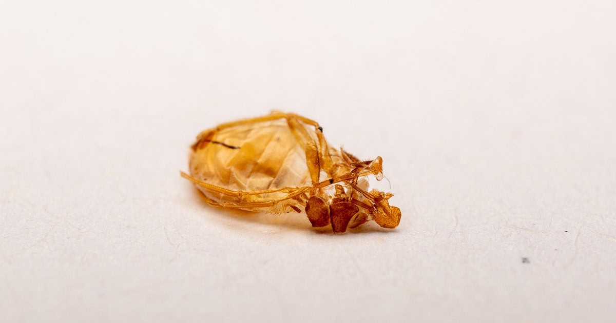 Bed Bugs Shed Skins